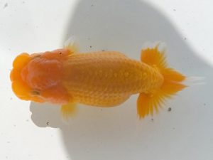 観魚会　研究会　取締一　高地辰夫　荒川区