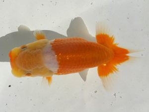 観魚会　研究会　取締二　藤田達也　水戸