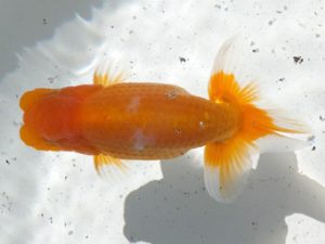 観魚会 東関脇　酒井　昇　小美玉市