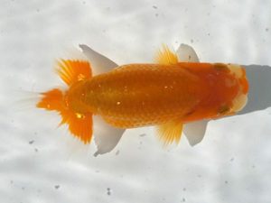 観魚会 西関脇　芳賀孝泰　横浜