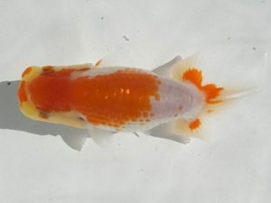 観魚会 西小結　北島二三男　茨城