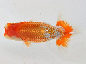 錦蘭会　夏季品評大会　西大関　谷澤清隆　高松