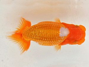 錦蘭会　夏季品評大会　立行司　谷澤清隆　高松