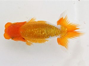 錦蘭会　夏季品評大会　取締一　谷澤清隆　高松