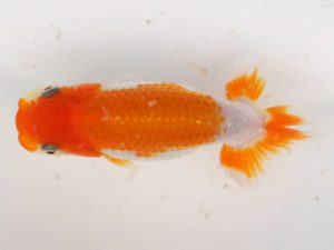 錦蘭会　夏季品評大会　取締二　野口隆朗　高松