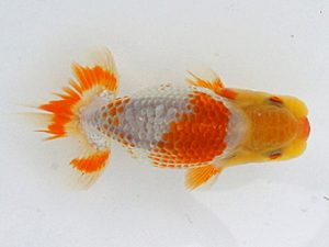 錦蘭会　夏季品評大会　東大関　石田一男　福山