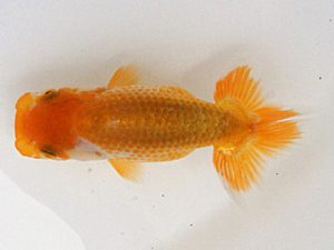 錦蘭会　夏季品評大会　立行司　岡本芳一　堺