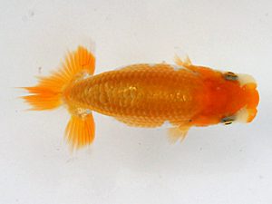 錦蘭会　夏季品評大会　取締一　小林保治　堺