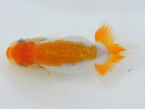 錦蘭会　夏季品評大会　取締二　金森秀秋　日高