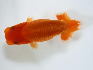 錦友会　研究会　東大関　鈴木克己(浜松市)