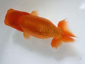 錦友会　研究会　西大関　小野　五(浜松市)