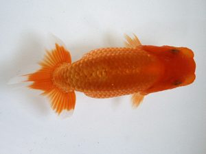 錦友会　研究会　立行司　鈴木克己(浜松市)