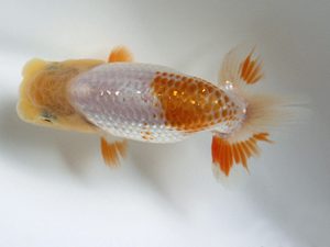 錦友会　研究会　取締一　小澤忠幸(沼津市)