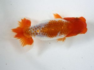 錦友会　研究会　取締二　鈴木和男(浜松市)