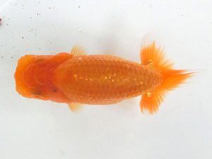 三重らんちゅう会　合同研究会　西大関　三村和一　津市