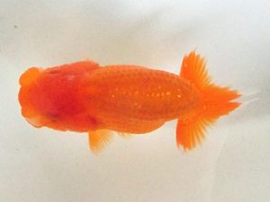 三重らんちゅう会　合同研究会　立行司　田辺貞永　津市