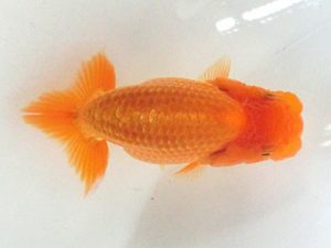 三重らんちゅう会　合同研究会　東取締　大森康史　四日市