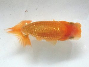 三重らんちゅう会　合同研究会　西取締　三村和一　津市