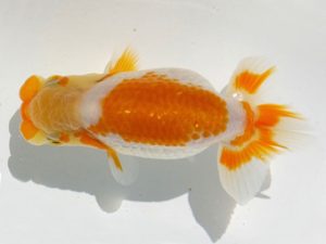 両毛愛魚会　研究会　一位　中村正志