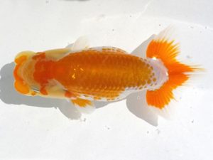 両毛愛魚会　研究会　四位　一戸勇三