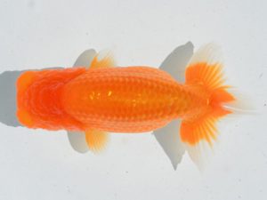 埼玉らんちう会　第一回研究会　西大関　水澤文彦