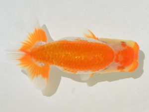 埼玉らんちう会　第一回研究会　立行司　 山口辰也