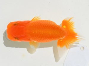 埼玉らんちう会　第一回研究会　取締一　本山隆史