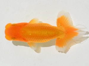 埼玉らんちう会　第一回研究会　取締二　岩本吉康