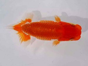 志摩紅鱗会　第一回研究会　東大関　小濱照明　松阪市