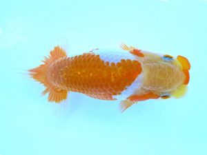 志摩紅鱗会　第二回研究会　西大関　小濱照明　松阪市
