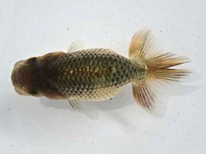 志摩紅鱗会　第一回研究会　西大関　川口武士　志摩市
