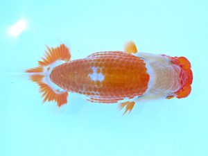 志摩紅鱗会　第二回研究会　立行司　小濱照明　松阪市