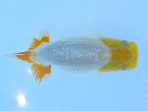 志摩紅鱗会　第二回研究会　取締一　林　万貴　志摩市