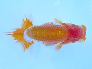 志摩紅鱗会　第二回研究会　取締二　小濱照明　松阪市