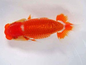 志摩紅鱗会　第一回研究会　取締二　小濱照明　松阪市