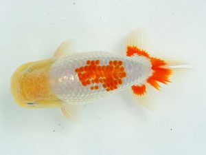 二歳会　東大関　曽根　修