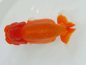 二歳会　西大関　大石恒也