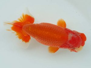 二歳会　立行司　御手洗逸夫