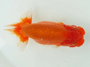 二歳会　西取締　大石恒也