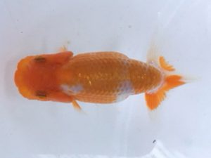 湘南らんちゅう会　研究会　2位　熊澤　誠