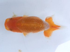 湘南らんちゅう会　研究会　4位　村田祐則