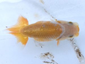 湘南らんちゅう会　研究会　5位　高橋　司