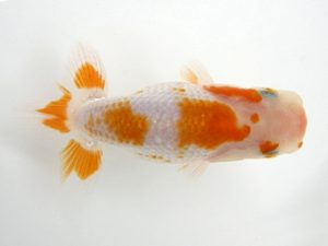 研究会　特選1　中村健一