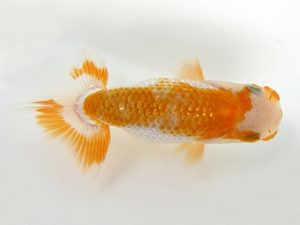 研究会　特選2　町田　伸