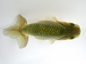 研究会　特選4　今井孝德