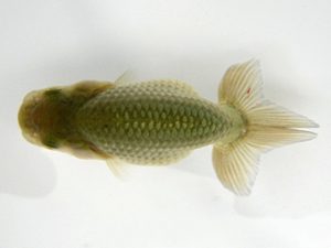 研究会　特選5　荘司三郎