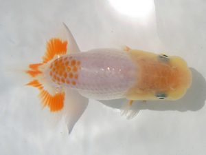 研究会　１席　山田重夫　愛西市