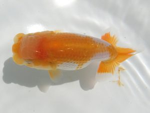 研究会　２席　吉村昭治　名古屋市