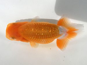 研究会　３席　伊藤勝敏　津島市