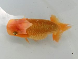 研究会　５席　植田春寿　稲沢市